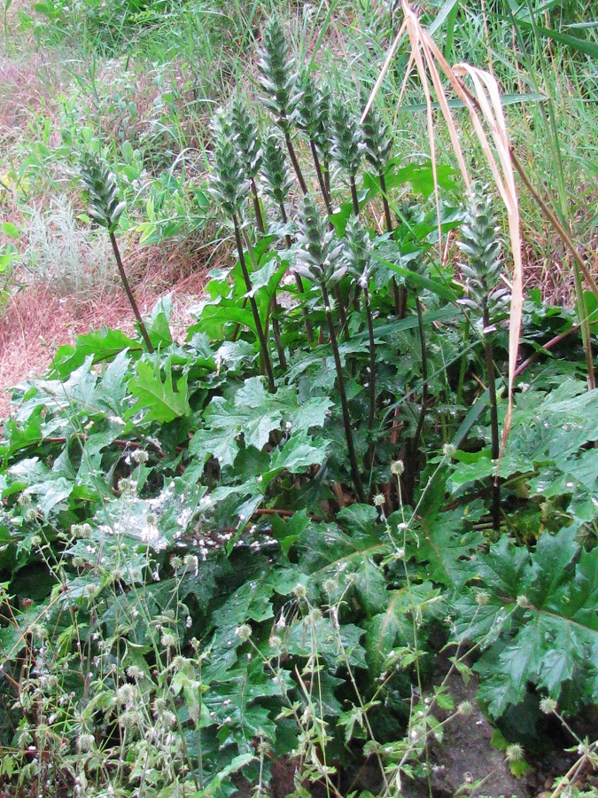 Изображение особи Acanthus mollis.