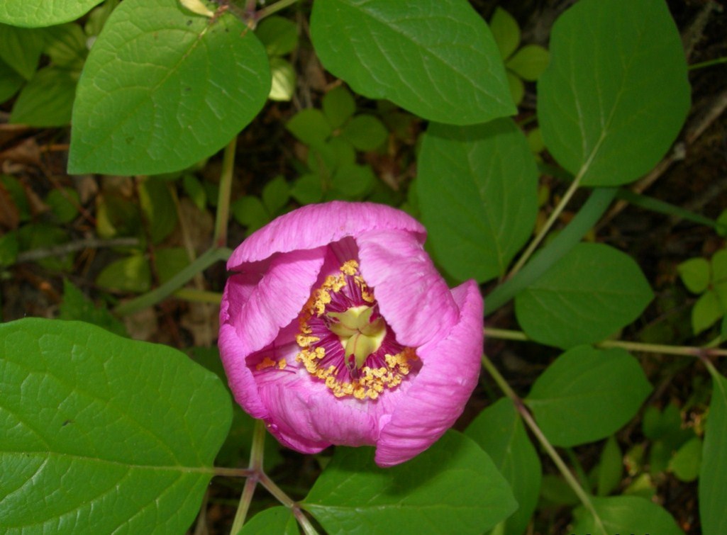 Изображение особи Paeonia obovata.