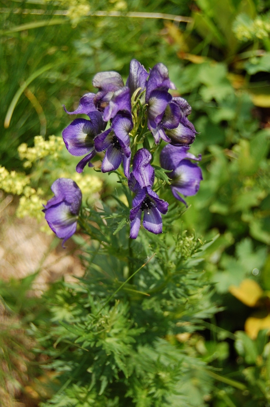 Изображение особи Aconitum nasutum.