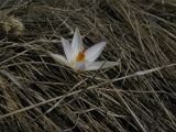 Crocus reticulatus