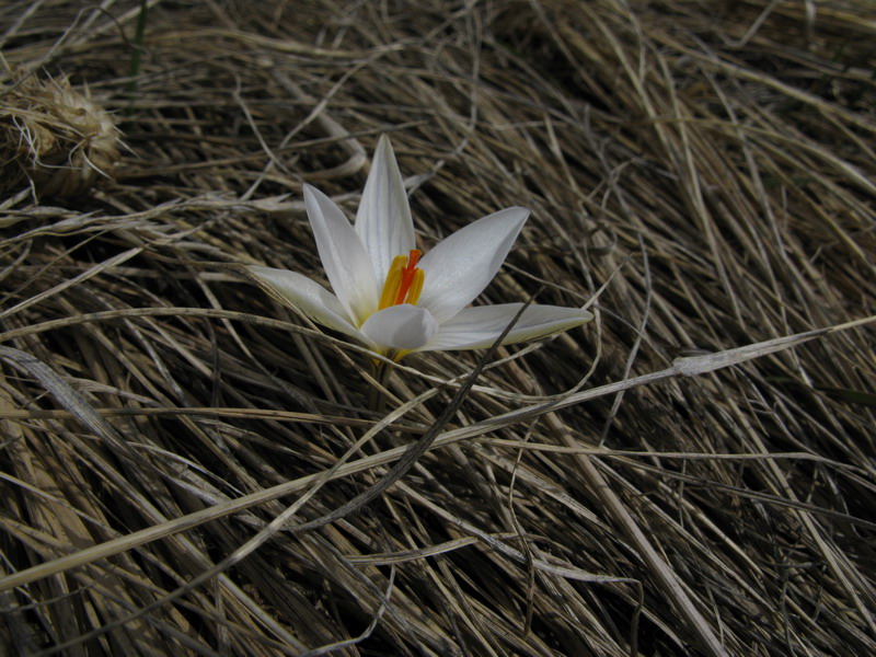 Изображение особи Crocus reticulatus.