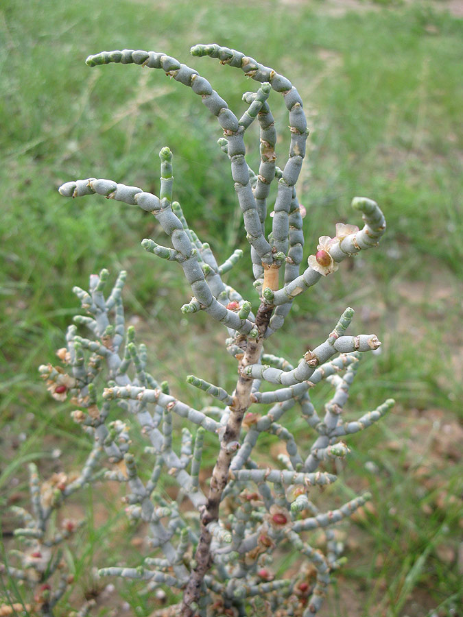 Изображение особи Anabasis articulata.