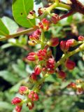 Pistacia lentiscus