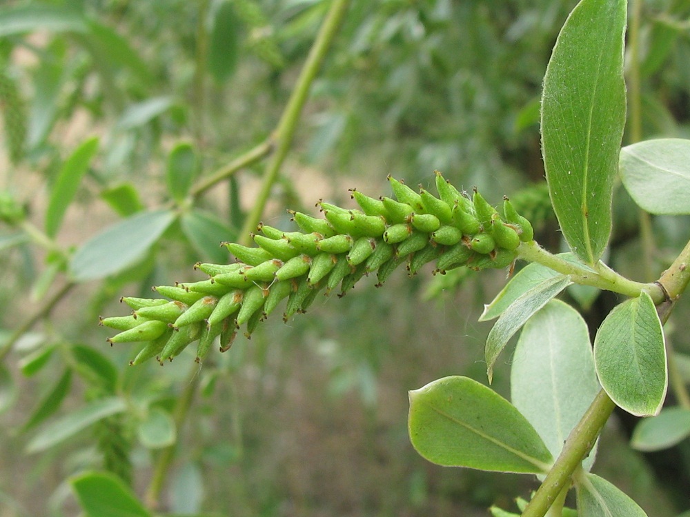 Image of Salix × sepulcralis specimen.