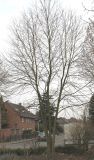 Cercidiphyllum japonicum. Покоящееся взрослое растение. Германия, г. Кемпен, в парке. 28.03.2013.