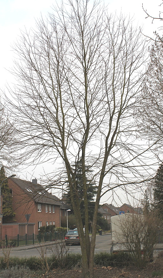 Image of Cercidiphyllum japonicum specimen.