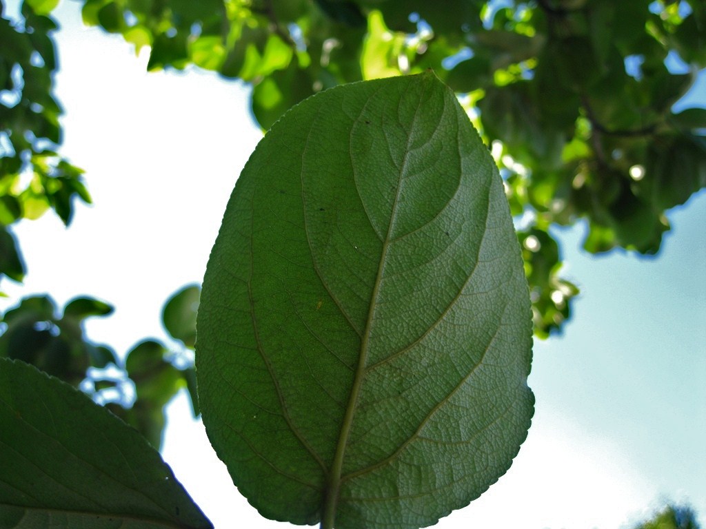 Image of Populus suaveolens specimen.