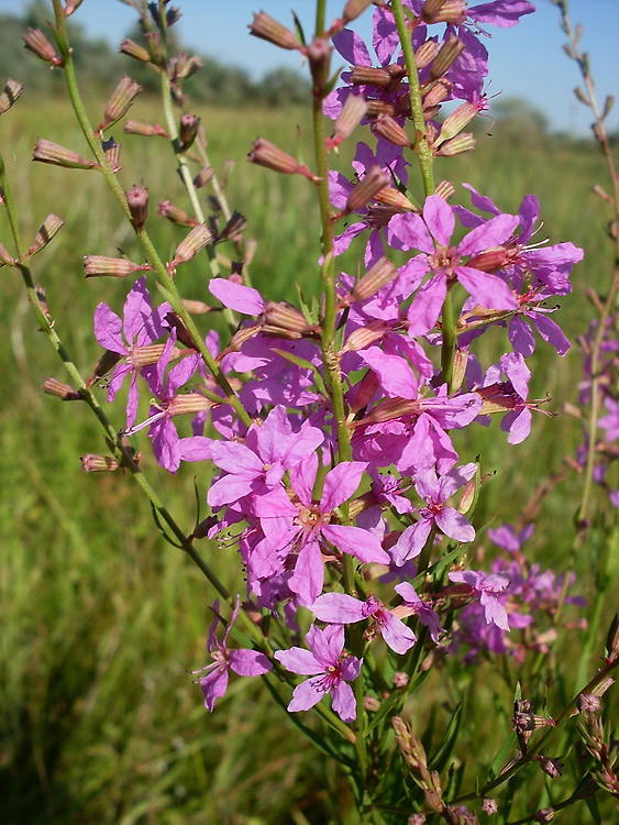 Изображение особи Lythrum virgatum.