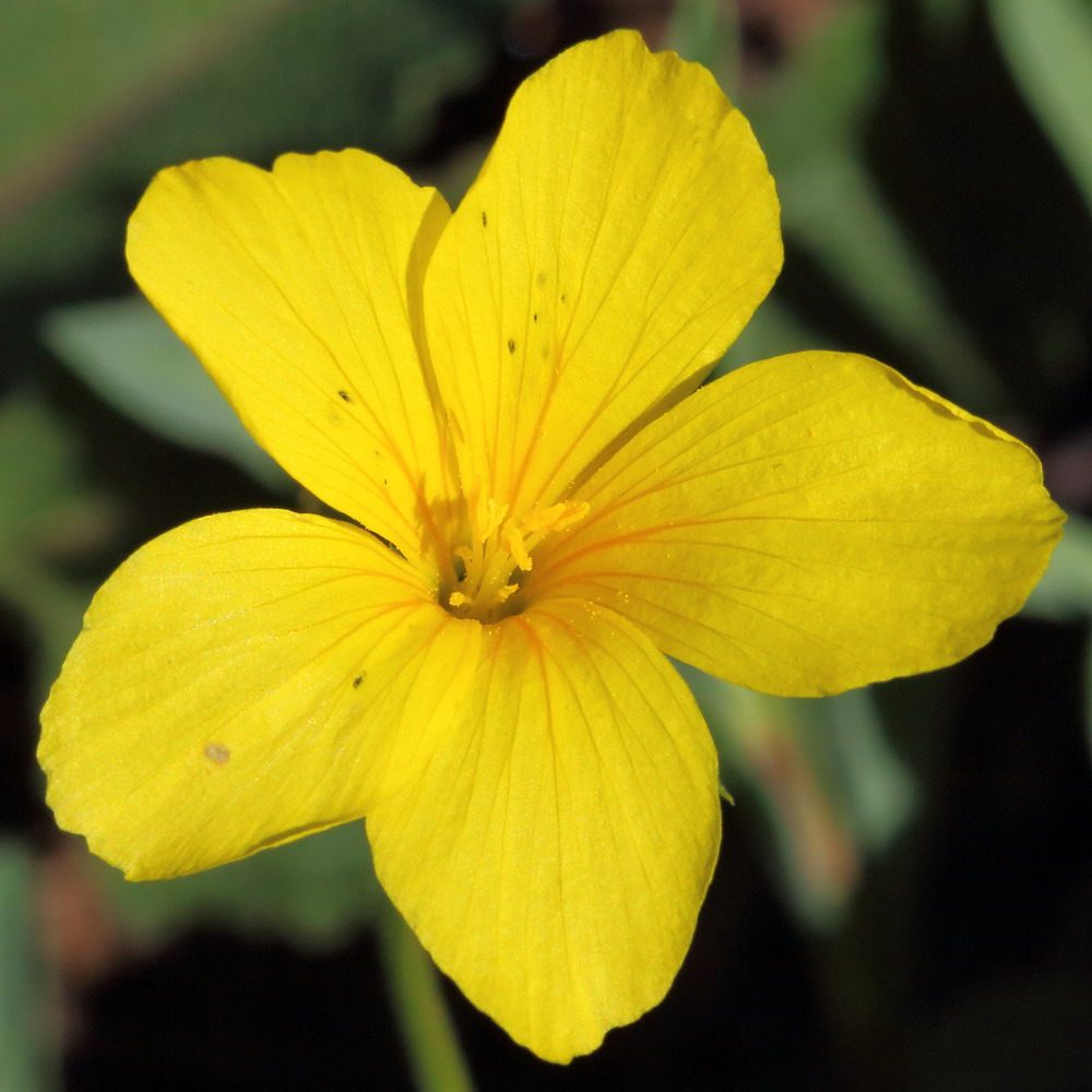 Image of Linum czernjajevii specimen.