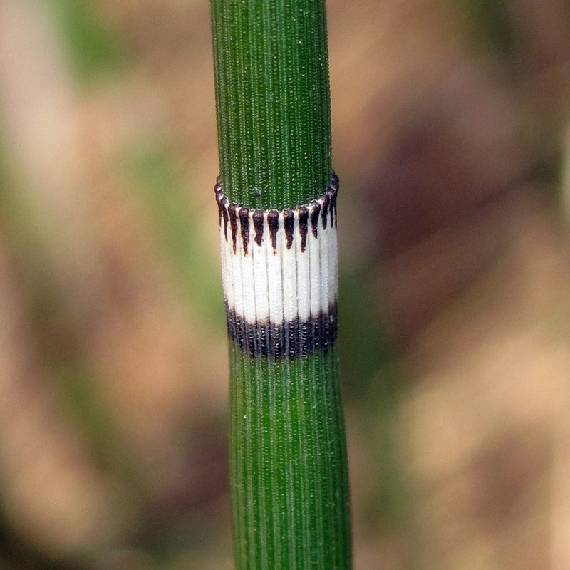 Изображение особи Equisetum hyemale.