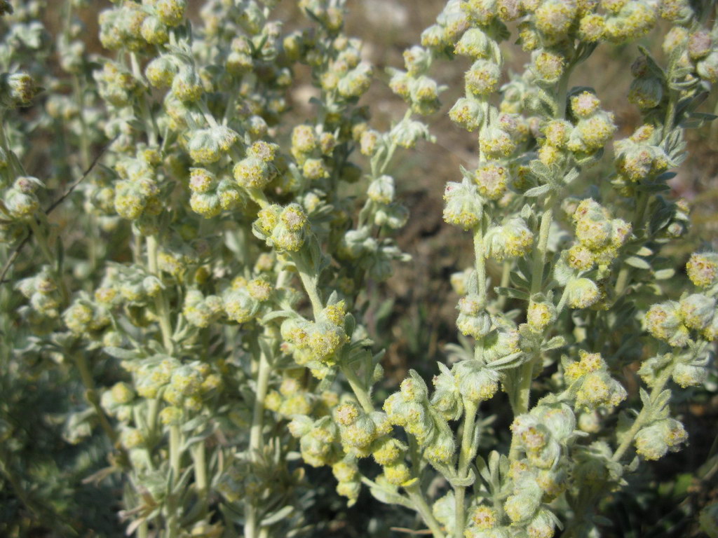 Image of Artemisia caucasica specimen.