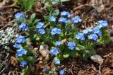 Myosotis incrassata