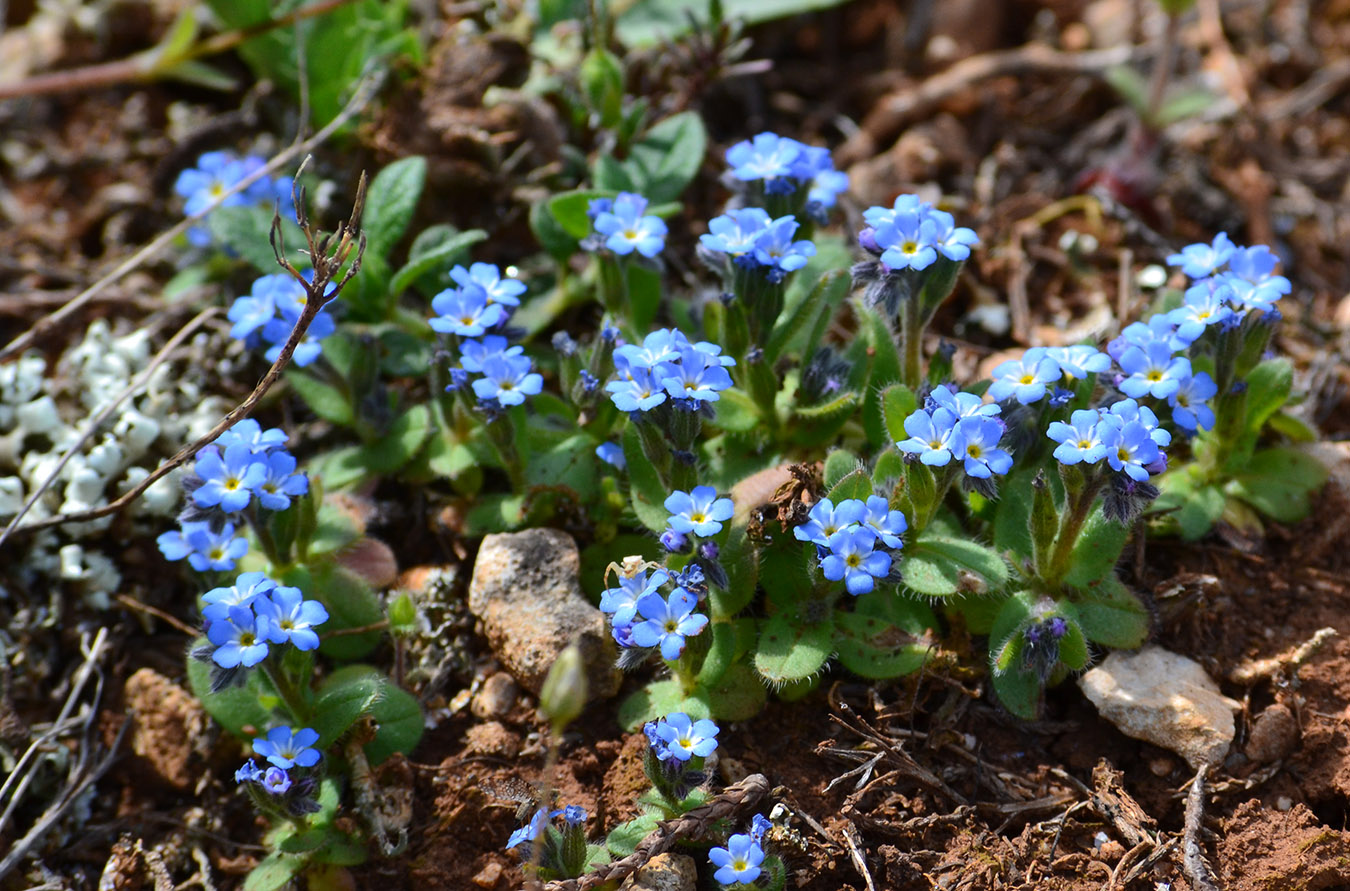 Изображение особи Myosotis incrassata.