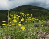 Potentilla aurea