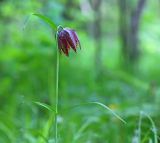 Fritillaria maximowiczii. Верхушка цветущего растения. Амурская обл., Хинганский заповедник, Хинганское лесн., р. Карапча. 03.06.2013.