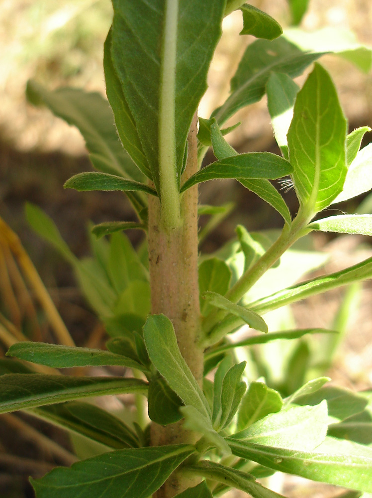 Изображение особи Oenothera depressa.