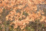 Quercus pubescens. Ветви с сухой листвой. Черноморское побережье Кавказа, Новороссийский р-н, у мыса Мысхако, пушистодубовый лес у приморского обрыва. 27 января 2013 г.