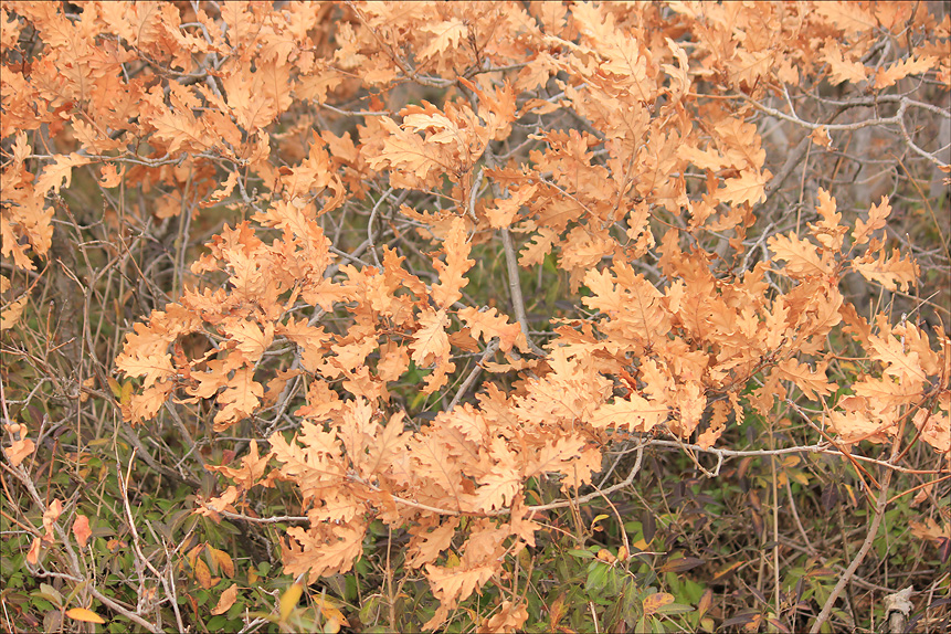 Изображение особи Quercus pubescens.