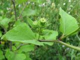 Arctium lappa. Побег с нераспустившимися соцветиями. Краснодарский край, окр. г. Крымск, пойменный луг р. Адагум. .15.07.2013.