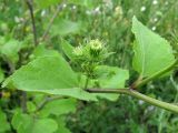 Arctium lappa