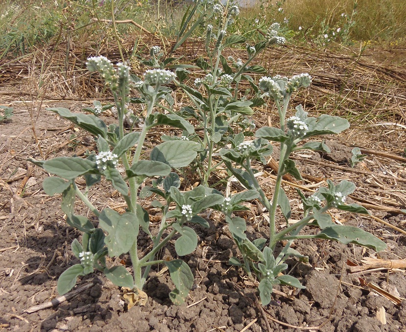 Изображение особи Heliotropium europaeum.