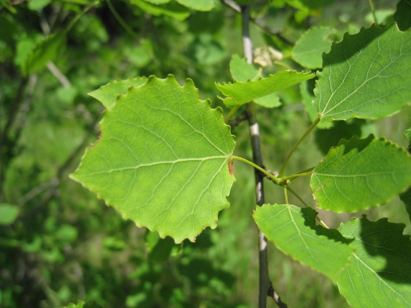 Image of Populus tremula specimen.