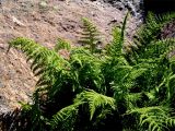 Dryopteris oreades