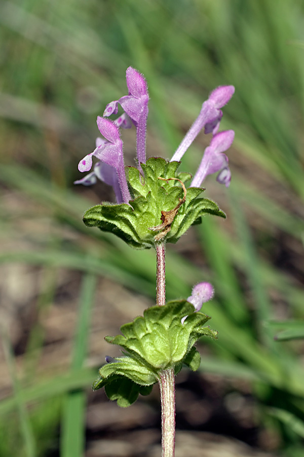 Image of Lamium amplexicaule specimen.
