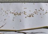 Agrostis tenuis