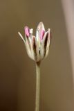 Allium protensum. Цветок. Южный Казахстан, восточная граница пустыни Кызылкум. 07.05.2013.