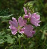 Malva thuringiaca