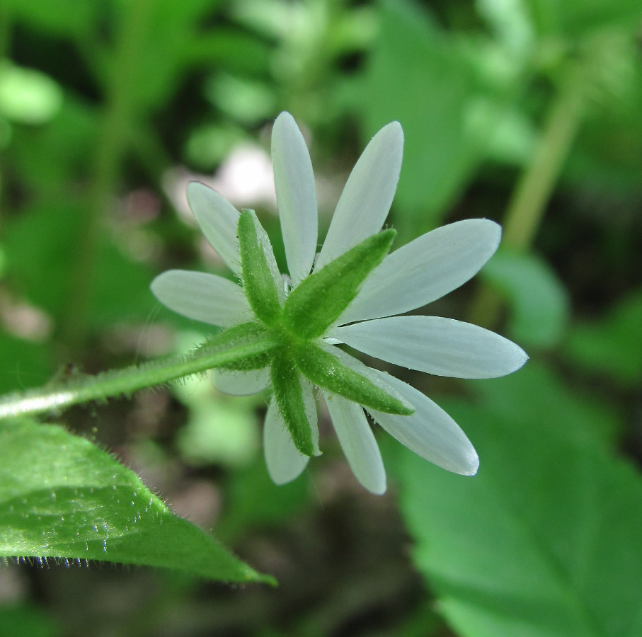 Image of genus Stellaria specimen.