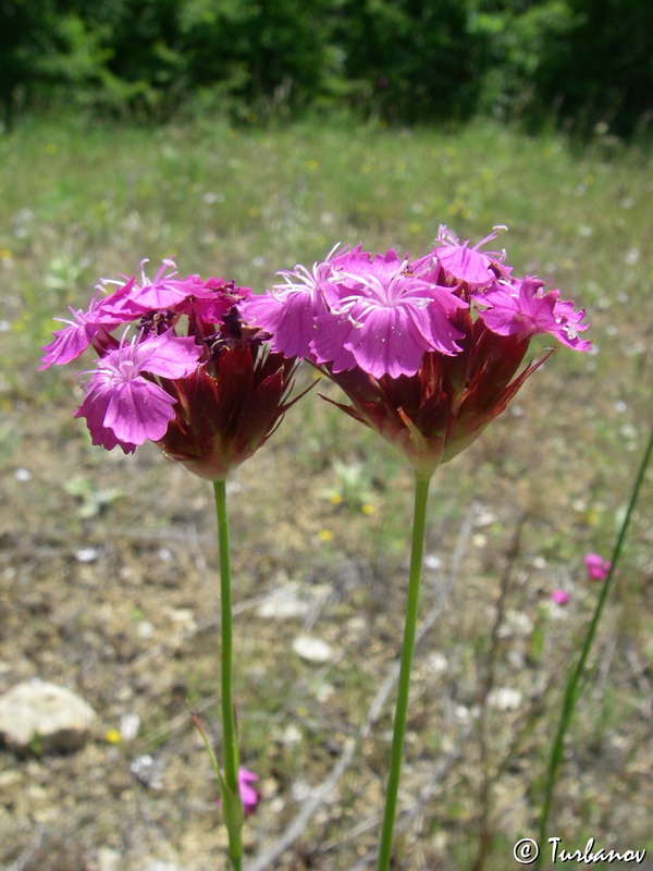 Image of Dianthus capitatus specimen.