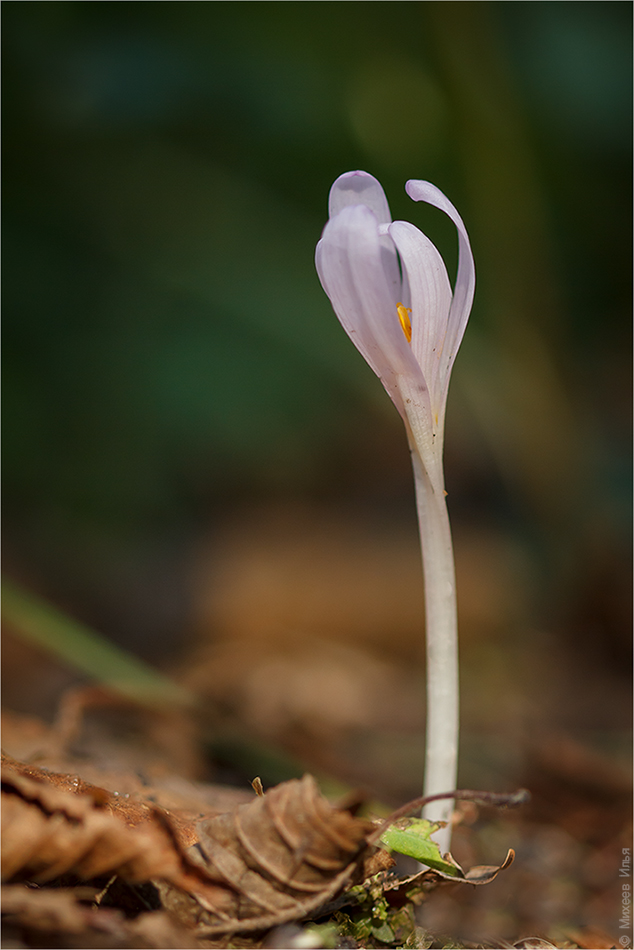 Изображение особи Colchicum umbrosum.