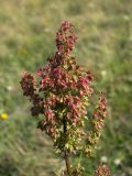 Rumex alpinus
