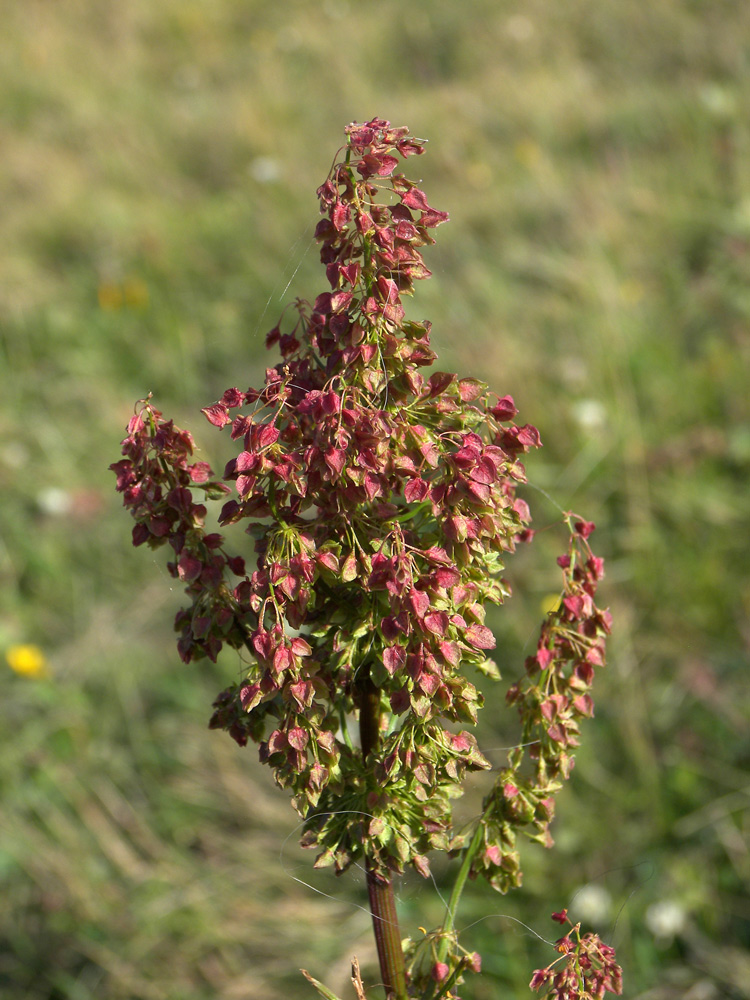 Изображение особи Rumex alpinus.