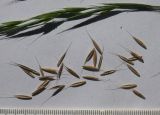 Brachypodium sylvaticum