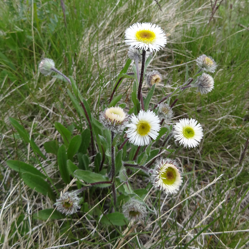 Image of Erigeron eriocalyx specimen.