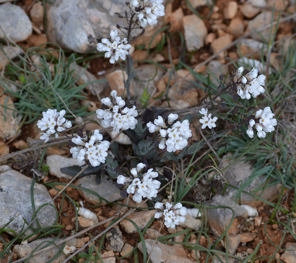 Image of Noccaea macrantha specimen.