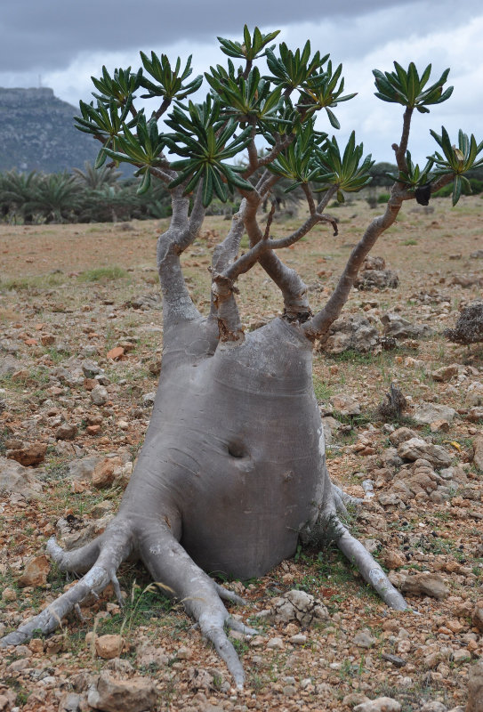 Image of Adenium obesum ssp. socotranum specimen.