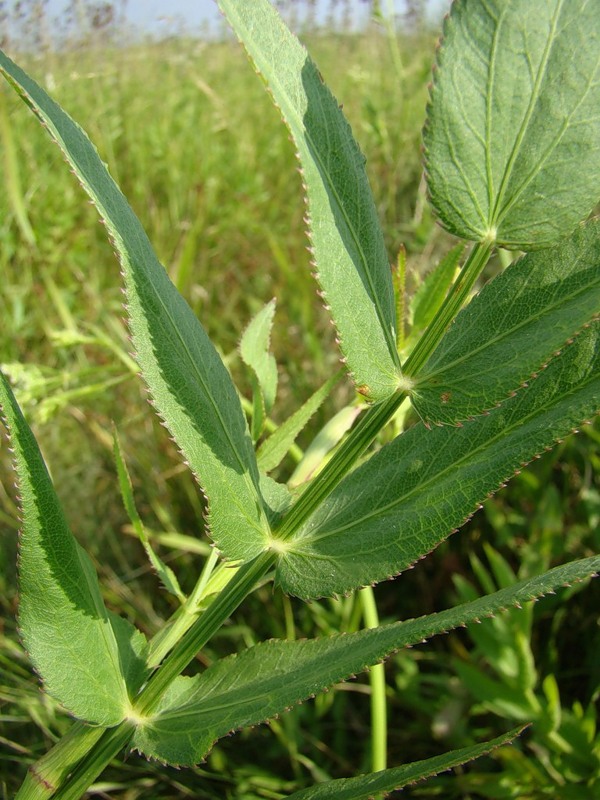 Изображение особи Sium latifolium.