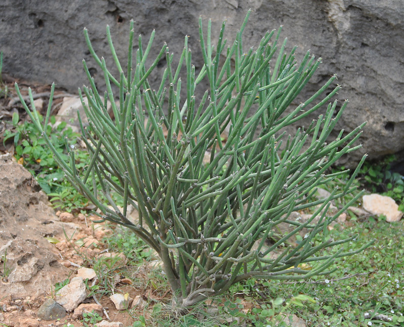 Изображение особи Euphorbia schimperi.