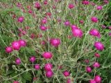 Lychnis coronaria. Цветущие растения. Владивосток, Ботанический сад-институт ДВО РАН. 13 июля 2013 г.