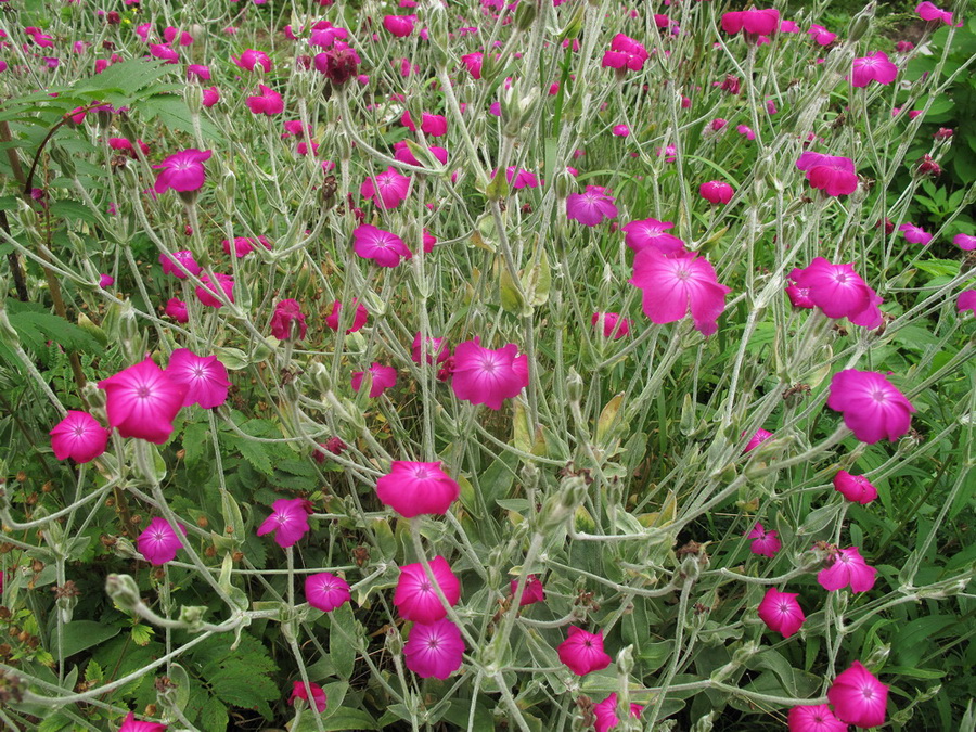 Image of Lychnis coronaria specimen.