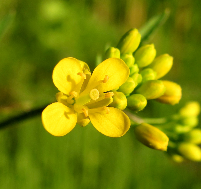 Изображение особи Rorippa palustris.