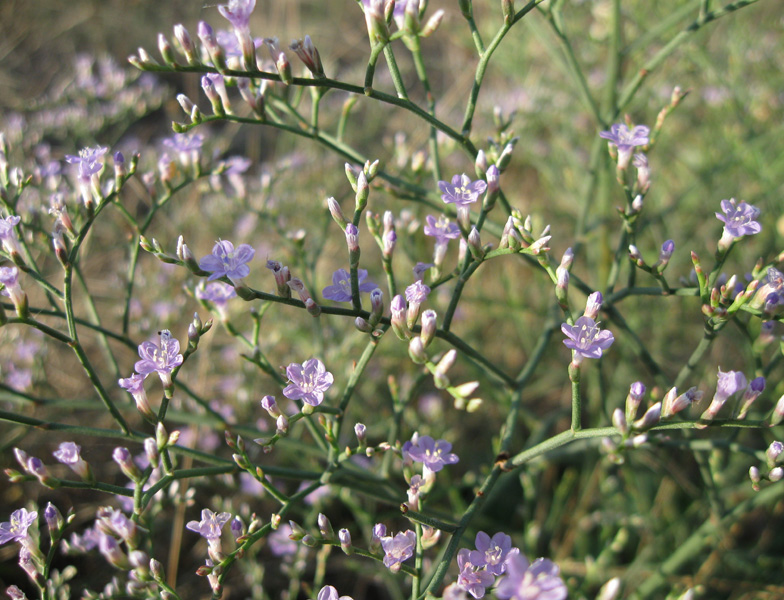 Image of Limonium scoparium specimen.