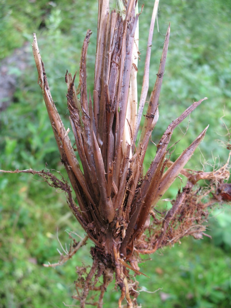Image of Carex elata specimen.
