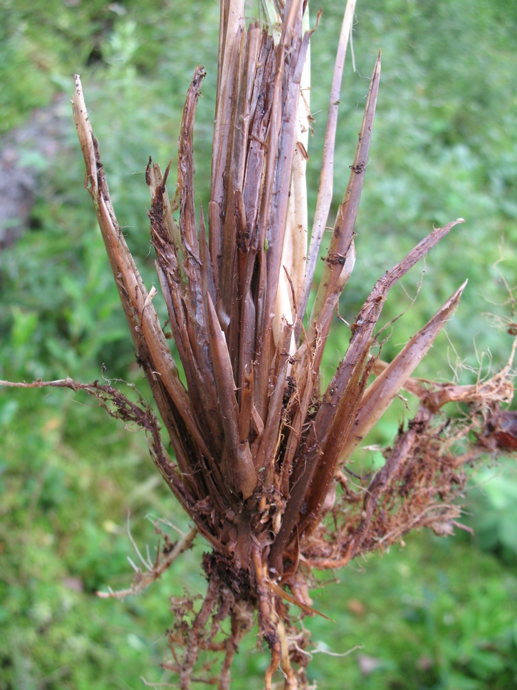 Image of Carex elata specimen.