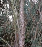 Pinus nigra