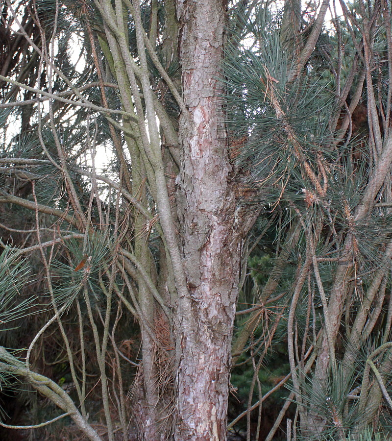 Image of Pinus nigra specimen.